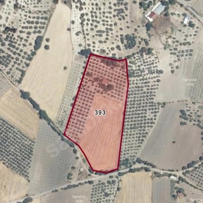 SATILIK ZEYTİNLİ TARLA DUALAR KÖYÜ ALTINDA  20,900 M2